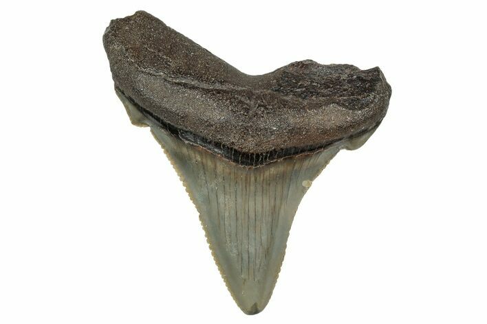 Serrated Angustidens Tooth - Megalodon Ancestor #340402